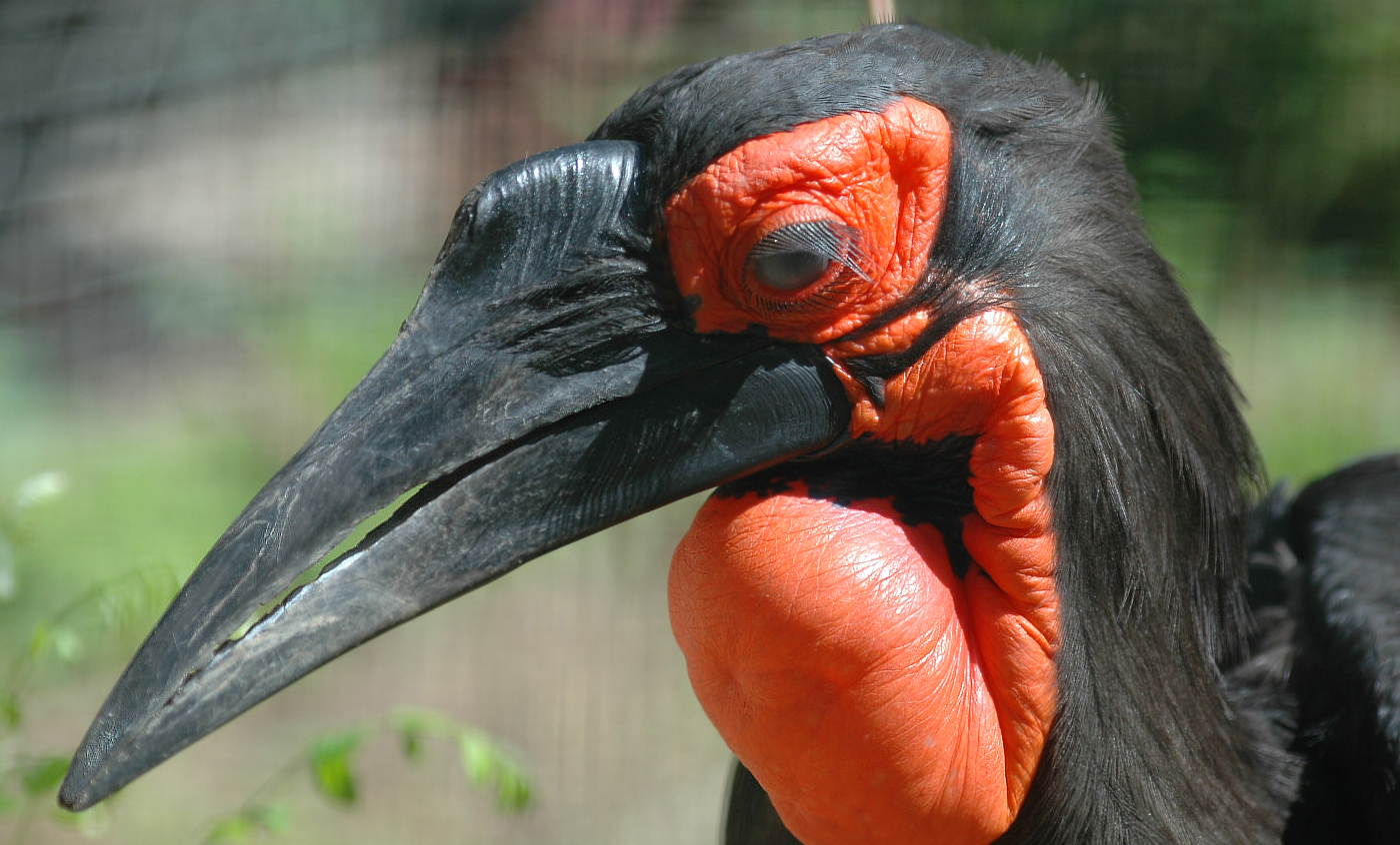 Southern Ground Hornbill Chick